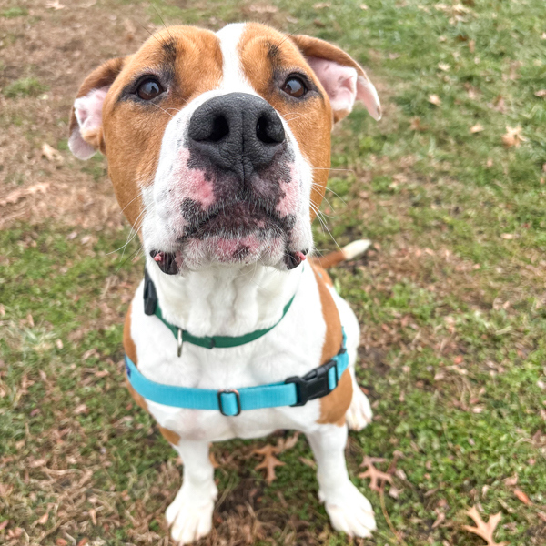 Peanut Butter thumbnail 3