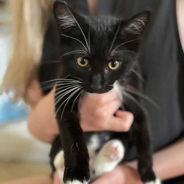 Mogul Mouse thumbnail 5