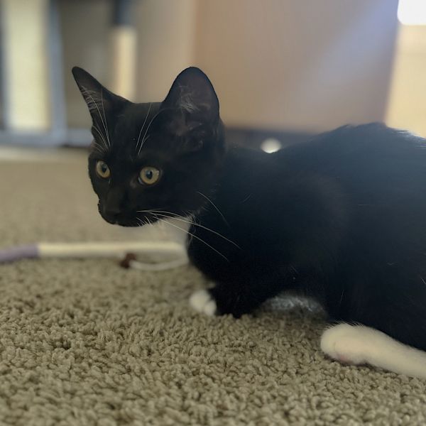 Mogul Mouse thumbnail 6