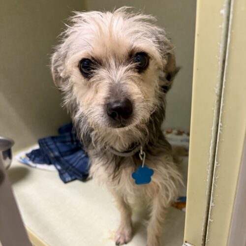 Allister thumbnail 3