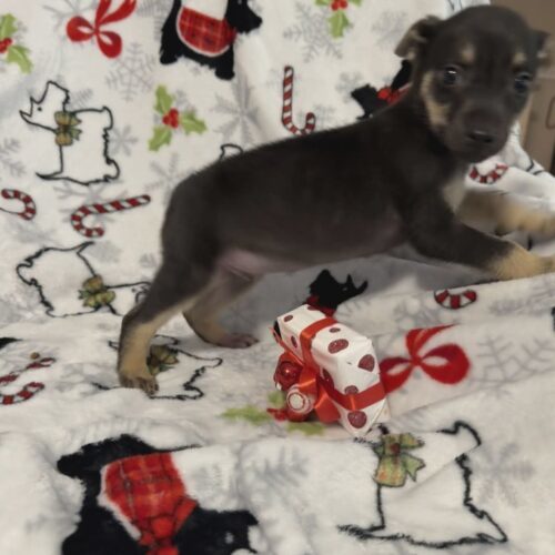 Tiny Tim thumbnail 2