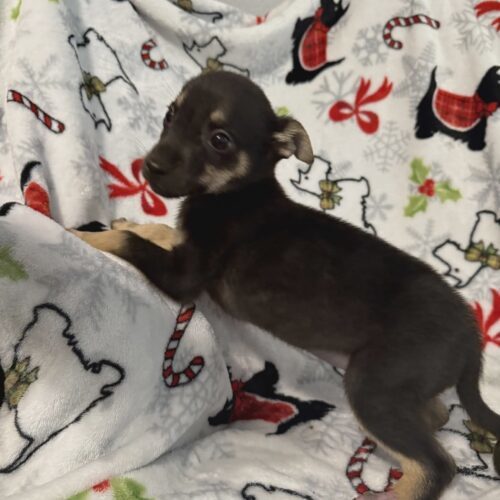 Tiny Tim thumbnail 3