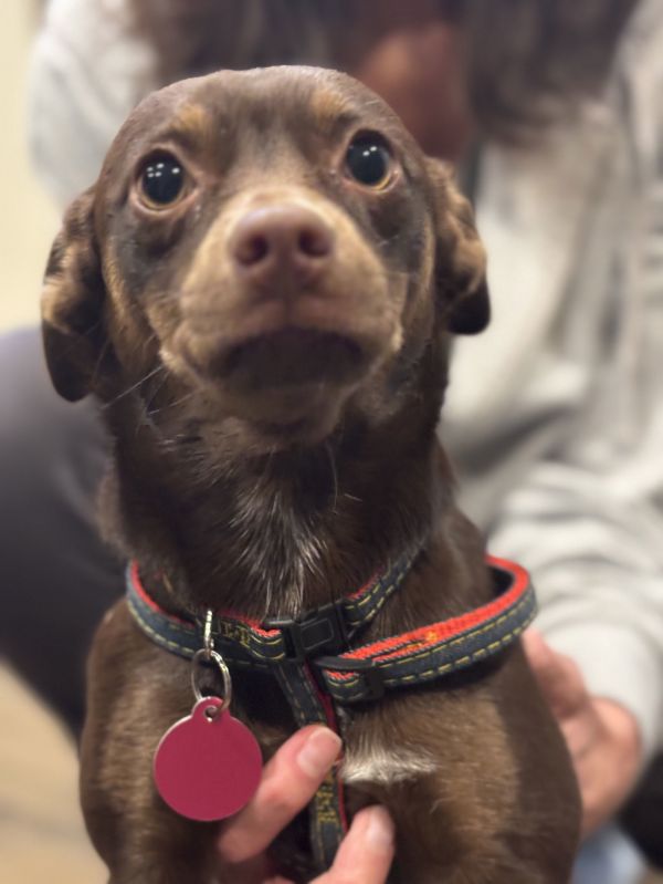 Nina Rose thumbnail 3