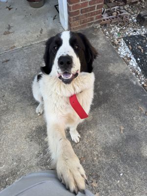 Bella in New England