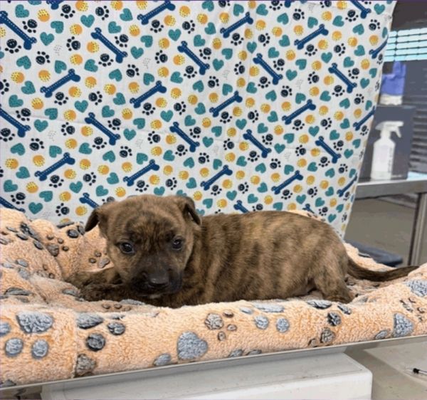 Maverick thumbnail 2