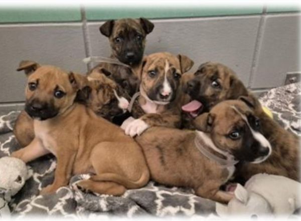 Maverick thumbnail 3