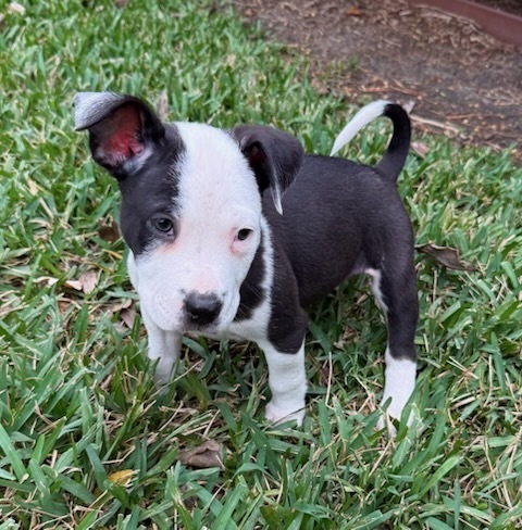 Caroline thumbnail 3