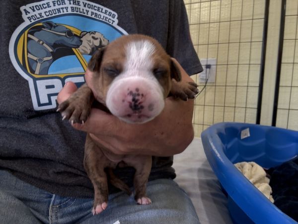 Vanda  Junie thumbnail 2