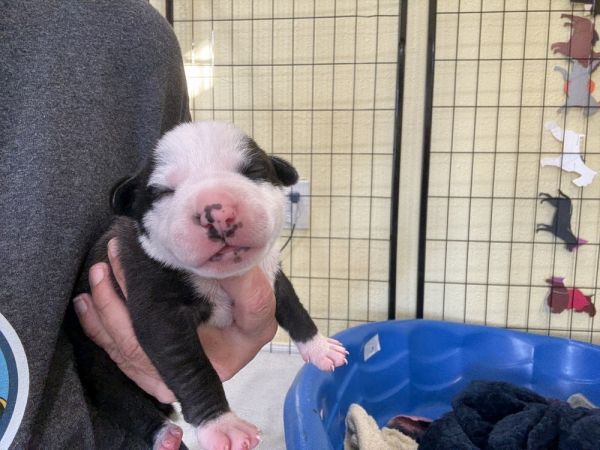 Dudley  Junie thumbnail 2