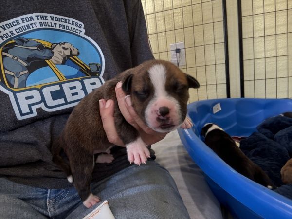 Skip  Junie thumbnail 2