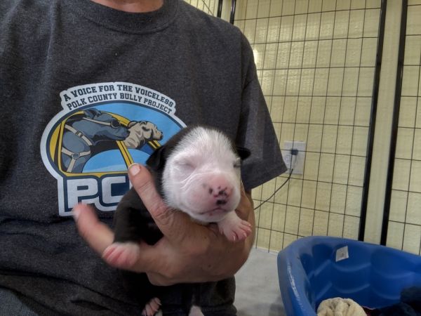 Vinca  Junie thumbnail 2