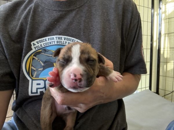 Yancey  Junie thumbnail 2