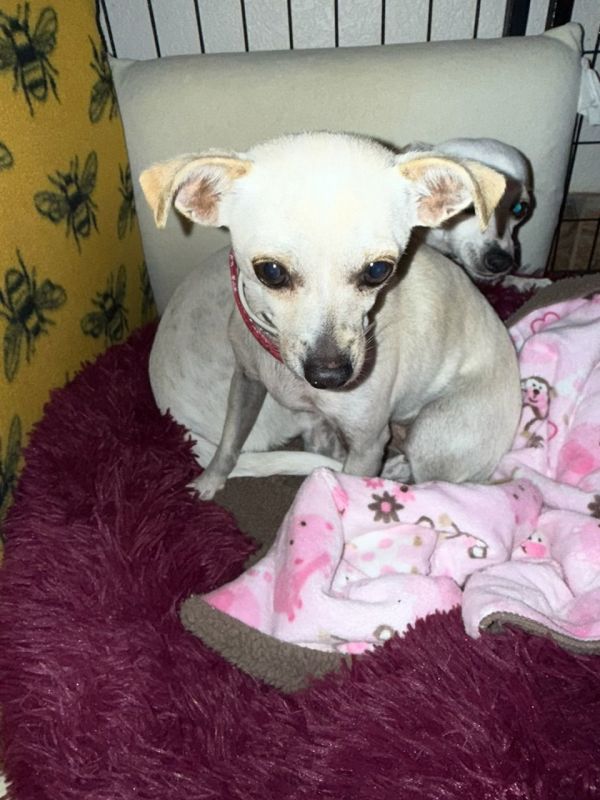 Aubergine thumbnail 2