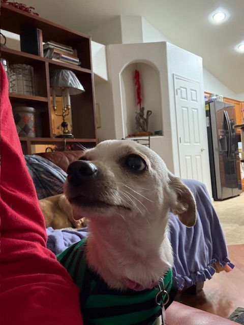 Aubergine thumbnail 3