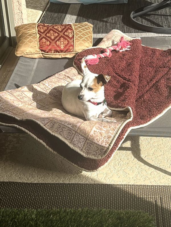 Broccolini thumbnail 2