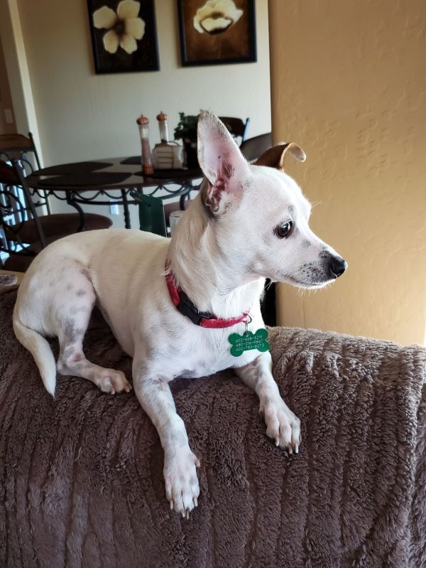 Broccolini thumbnail 3