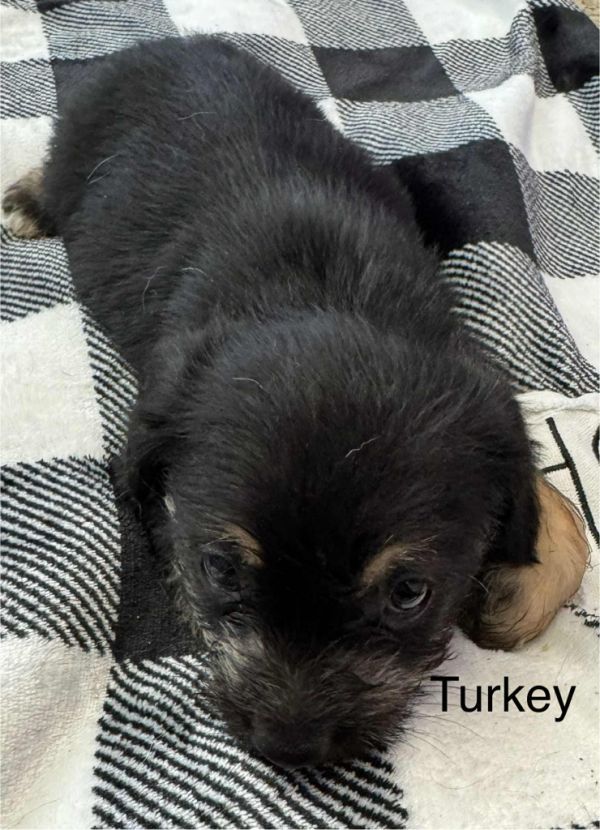 Turkey thumbnail 2
