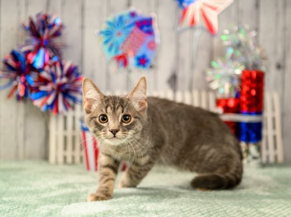 Michelangelo thumbnail 2