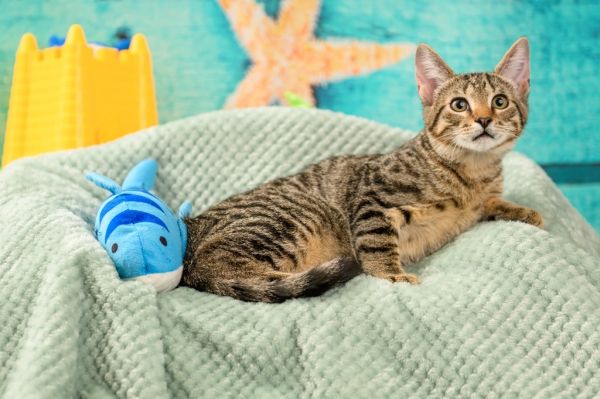 Leonardo thumbnail 2