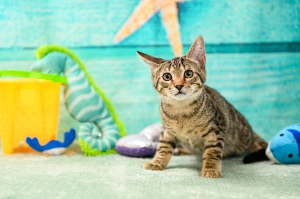 Leonardo thumbnail 3