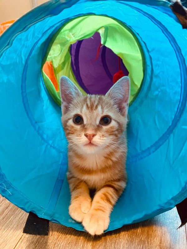 Chestnut thumbnail 2