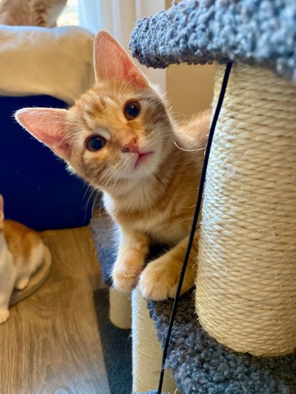 Chestnut thumbnail 3