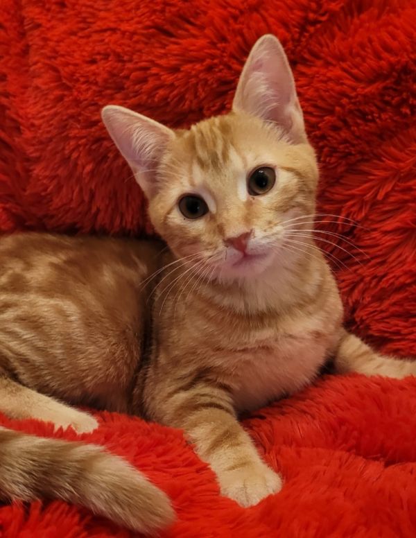 Chestnut thumbnail 4