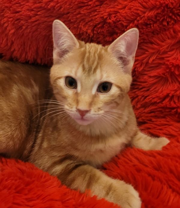 Chestnut thumbnail 5