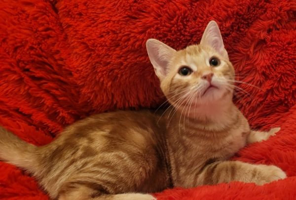 Chestnut thumbnail 6