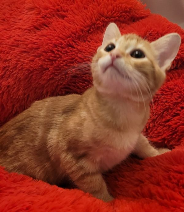 Cheeseburger thumbnail 2