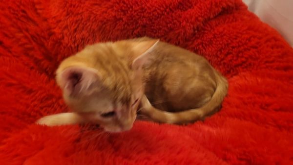 Cheeseburger thumbnail 3