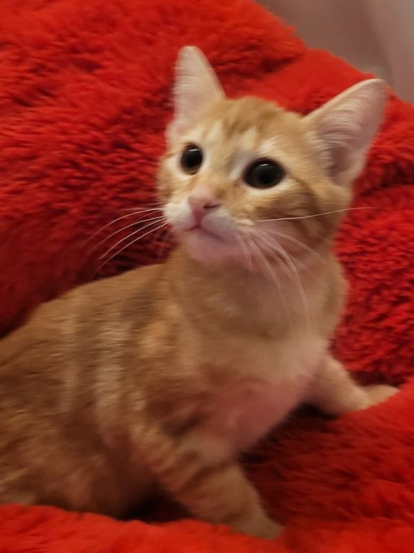 Cheeseburger thumbnail 4