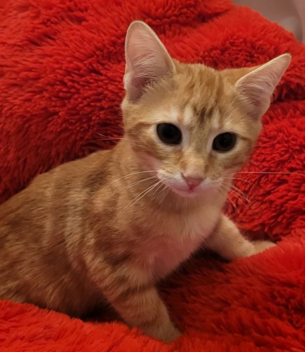 Cheeseburger thumbnail 5