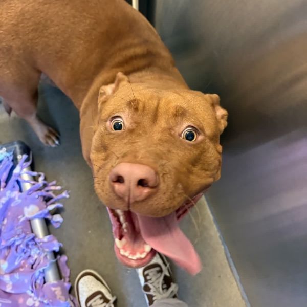 Charybdis thumbnail 2