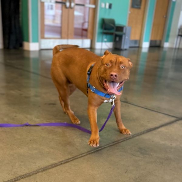 Charybdis thumbnail 3