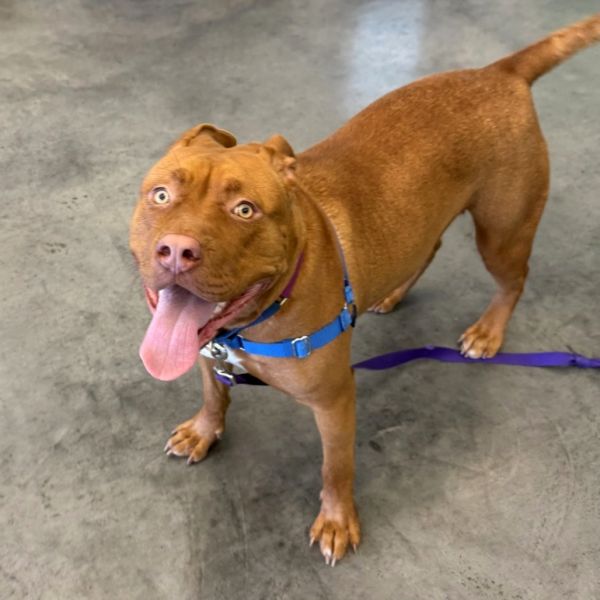 Charybdis thumbnail 4