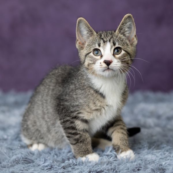 Roan Inish thumbnail 2