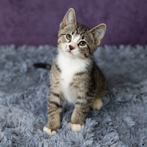 Roan Inish thumbnail 4