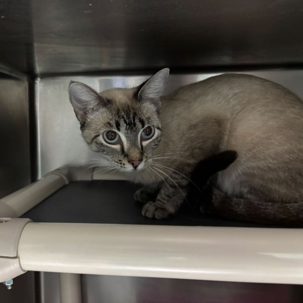 Jean Jorts thumbnail 2