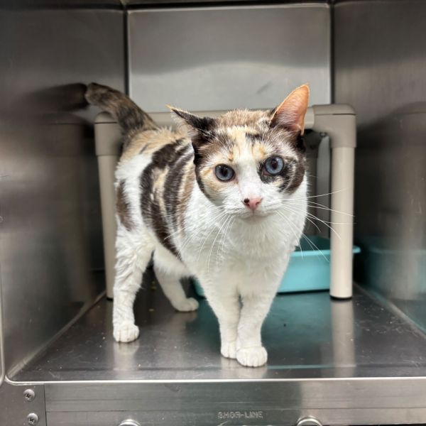 Hypnotiq thumbnail 2