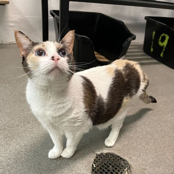 Hypnotiq thumbnail 3