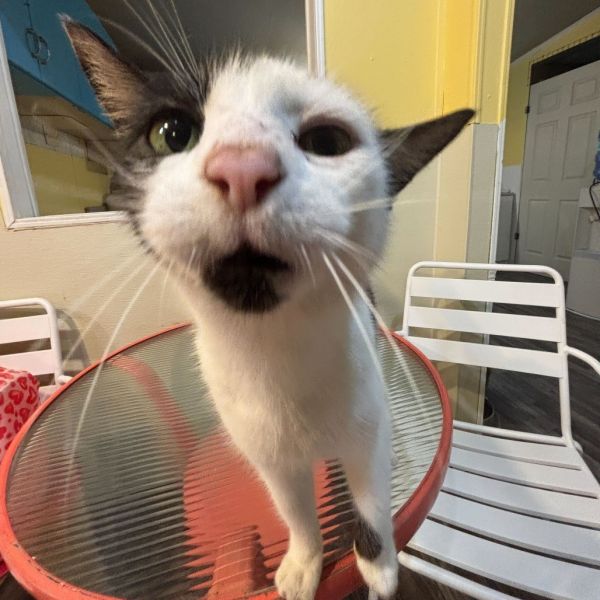 Hungry Hungry Hippo thumbnail 4