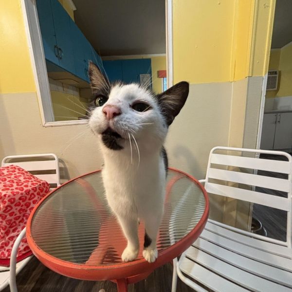 Hungry Hungry Hippo thumbnail 5