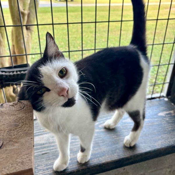 Hungry Hungry Hippo thumbnail 6