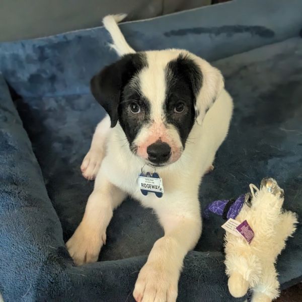 Ridgeway thumbnail 2