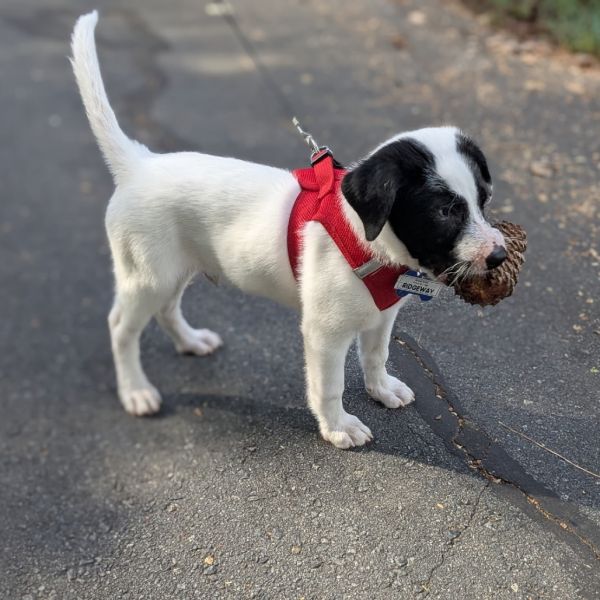 Ridgeway thumbnail 4