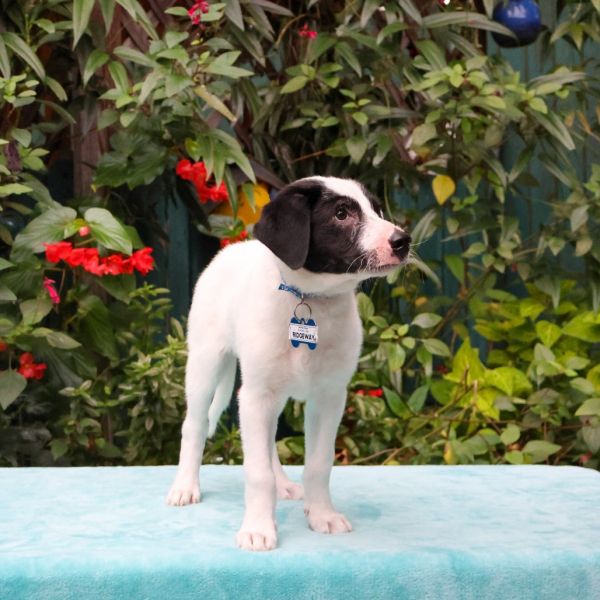 Ridgeway thumbnail 5