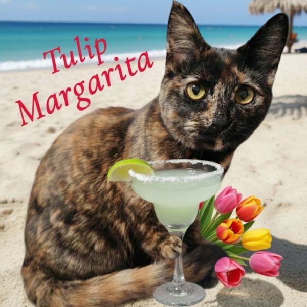Tulip Margarita
