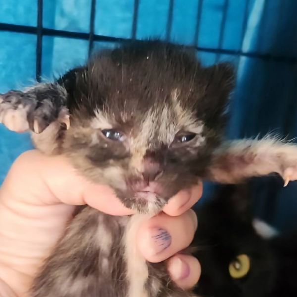 Tulip Margarita thumbnail 2