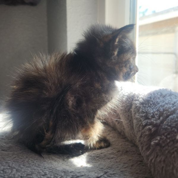 Tulip Margarita thumbnail 3